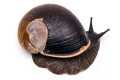 Helicophanta bicingulata Madagascar adul, 78mmt